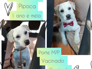 Cachorro raça SRD idade 1 ano nome Pipoca