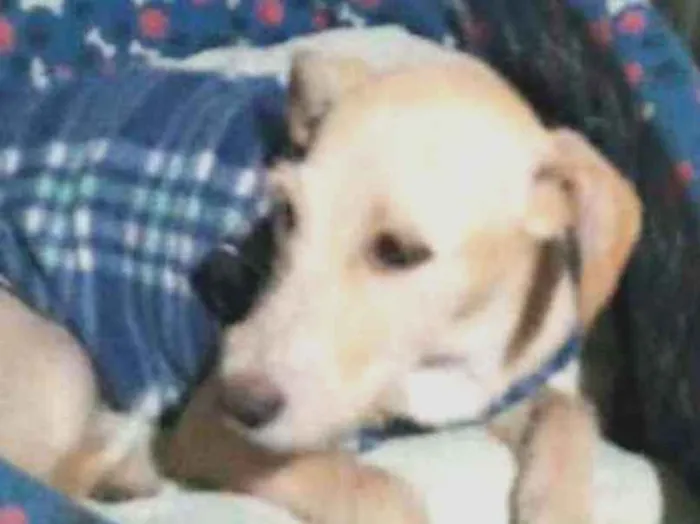 Cachorro raça SRD idade 2 a 6 meses nome Lilica