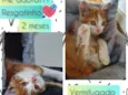 Resgatinho