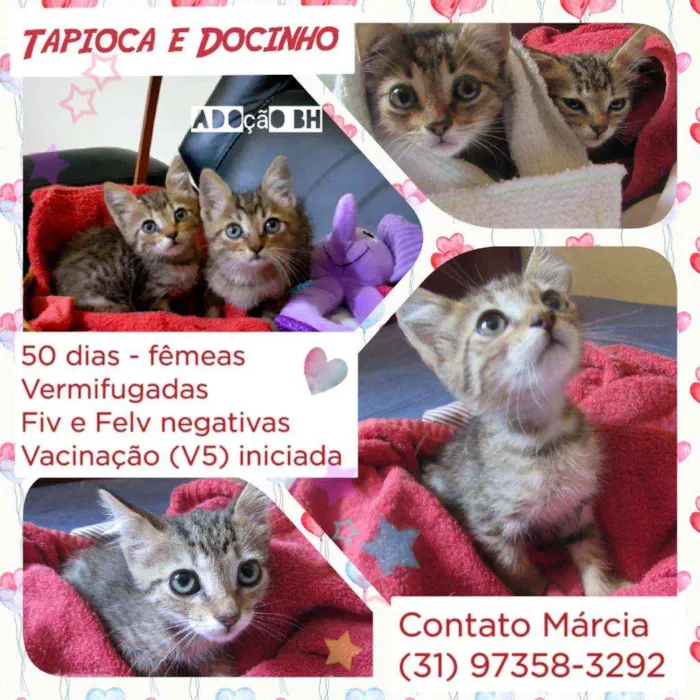 Gato raça Srd idade Abaixo de 2 meses nome Docinho e Tapioca 