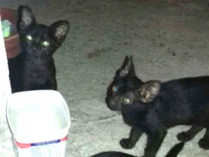 Gato raça  idade 2 a 6 meses nome Nina e sofia