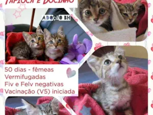 Gato raça Srd idade Abaixo de 2 meses nome Docinho e Tapioca 