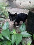 Leon