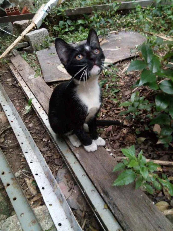 Gato ra a Srd idade 2 a 6 meses nome Leon