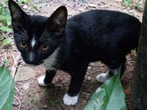 Gato ra a Srd idade 2 a 6 meses nome Leon