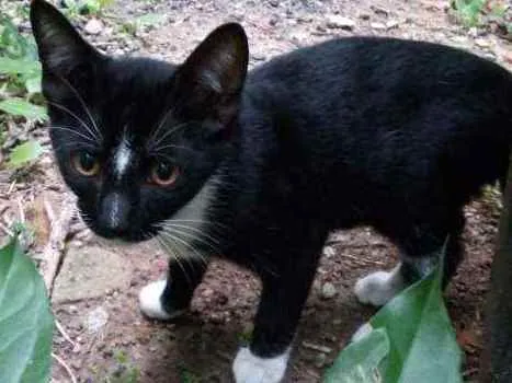 Gato ra a Srd idade 2 a 6 meses nome Leon