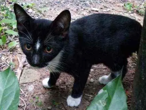 Gato ra a Srd idade 2 a 6 meses nome Leon