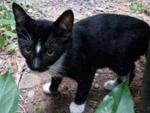 Gato raça Srd idade 2 a 6 meses nome Leon