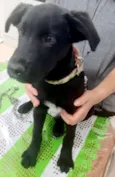 Cachorro raça  idade 2 a 6 meses nome Pelezinho Bebê