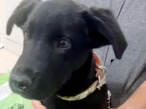 Cachorro raça  idade 2 a 6 meses nome Pelezinho Bebê