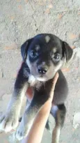 Kadu