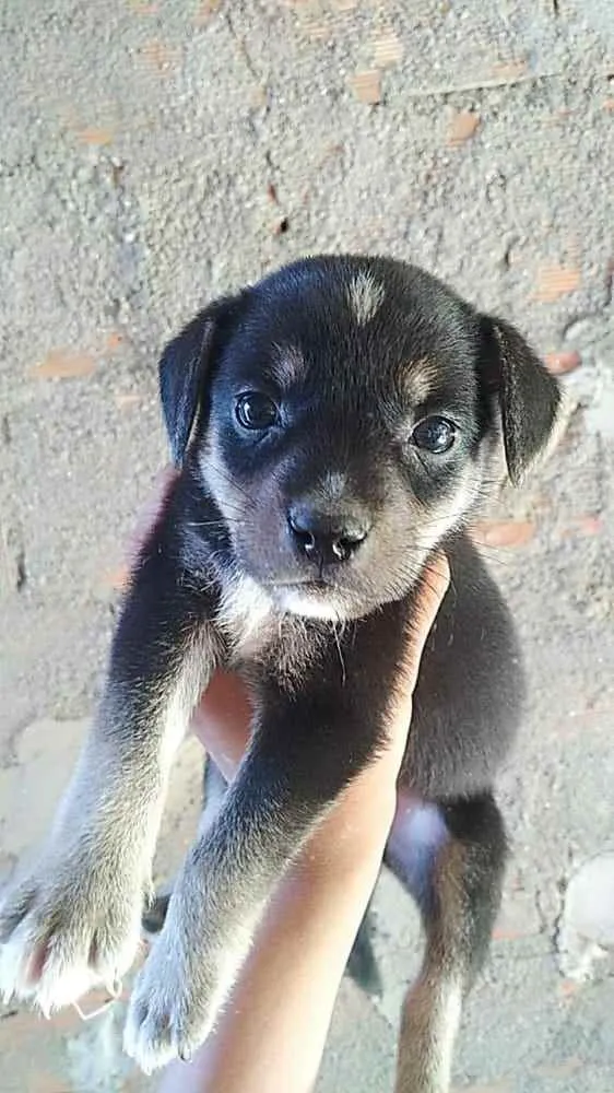 Cachorro raça vira lata idade Abaixo de 2 meses nome Kadu