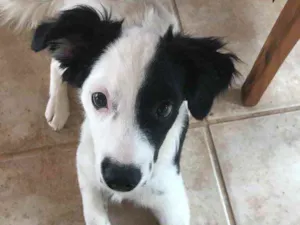 Cachorro raça Sem raça  idade 2 a 6 meses nome Sem nome 
