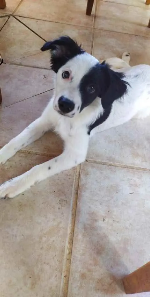 Cachorro ra a Sem raça  idade 2 a 6 meses nome Sem nome 