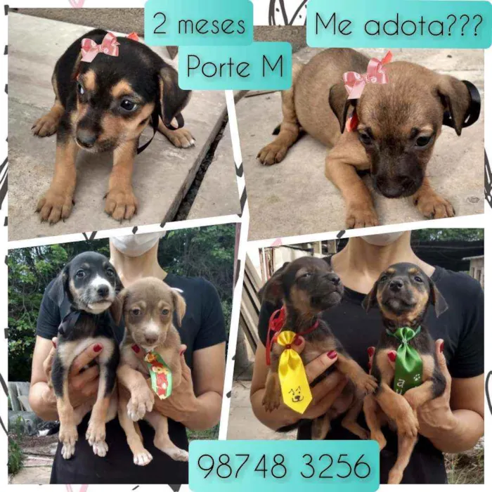 Cachorro raça SRD idade 2 a 6 meses nome Filhotinhos 