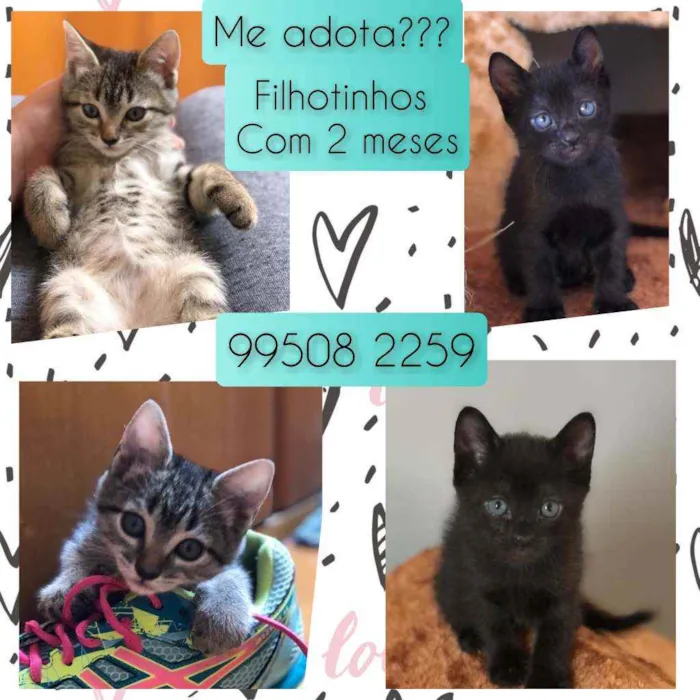 Gato raça SRD idade Abaixo de 2 meses nome Gatinhos