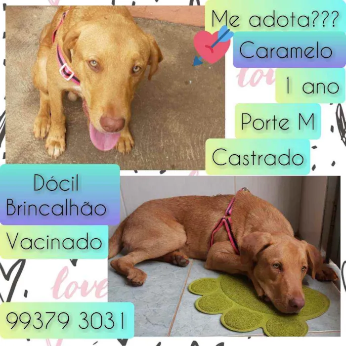 Cachorro raça SRD idade 7 a 11 meses nome Caramelo