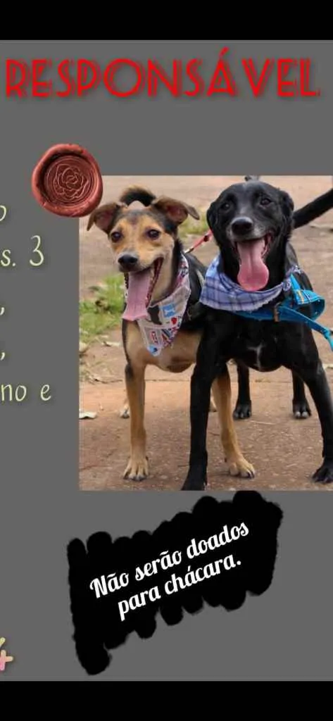 Cachorro ra a SRD idade 1 ano nome Call