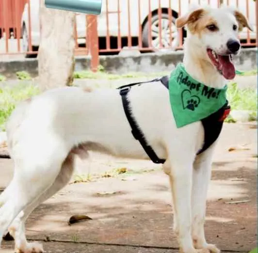 Cachorro ra a SRD idade 1 ano nome Call