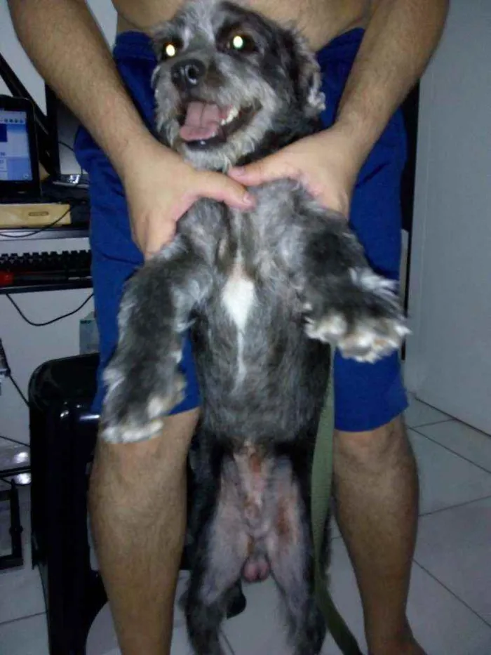 Cachorro ra a SRD idade 1 ano nome Cássio