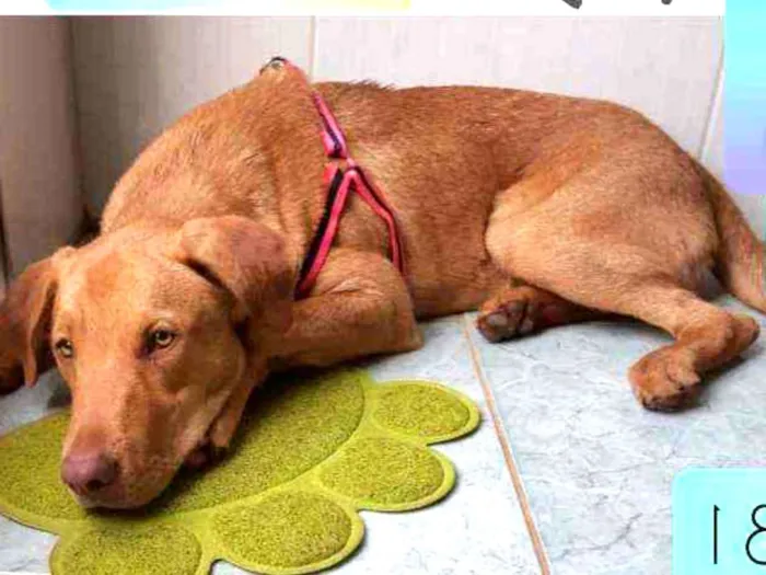 Cachorro raça SRD idade 7 a 11 meses nome Caramelo