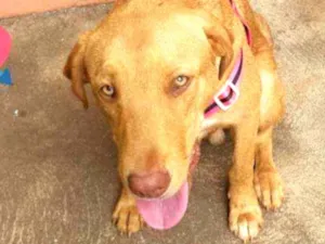 Cachorro raça SRD idade 7 a 11 meses nome Caramelo