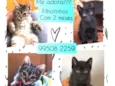 Gatinhos