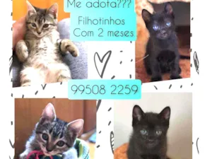 Gato raça SRD idade Abaixo de 2 meses nome Gatinhos