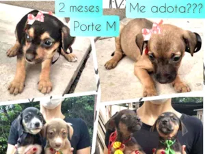 Cachorro raça SRD idade 2 a 6 meses nome Filhotinhos 