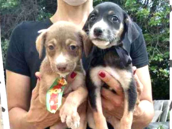 Cachorro raça SRD idade 2 a 6 meses nome Filhotinhos 