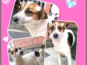 Cachorro raça Srd idade 1 ano nome Bijoux