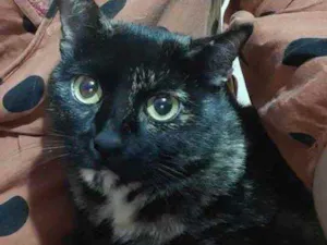 Gato raça Srd idade 2 anos nome Any