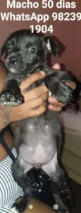 CÃEZINHOS FILHOTES