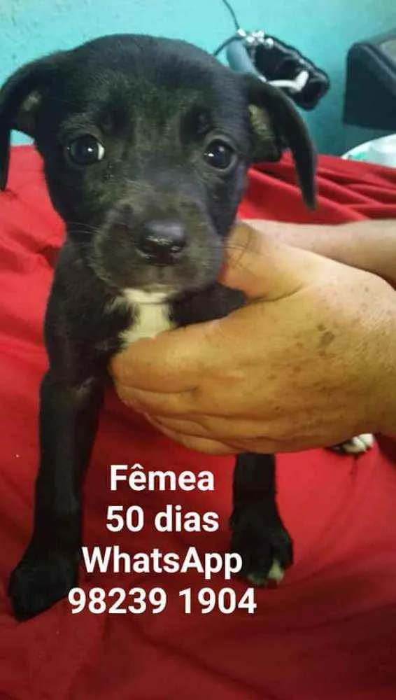 Cachorro ra a Srd idade Abaixo de 2 meses nome CÃEZINHOS FILHOTES 
