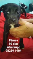 CÃEZINHOS FILHOTES