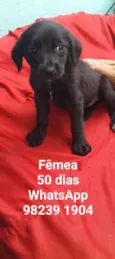 CÃEZINHOS FILHOTES