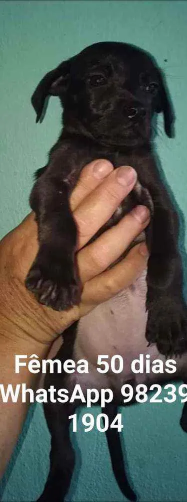 Cachorro ra a Srd idade Abaixo de 2 meses nome CÃEZINHOS FILHOTES 