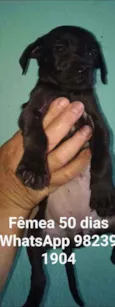 CÃEZINHOS FILHOTES