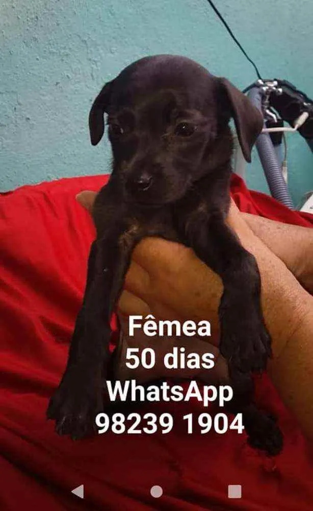 Cachorro ra a Srd idade Abaixo de 2 meses nome CÃEZINHOS FILHOTES 