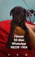 CÃEZINHOS FILHOTES