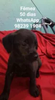 CÃEZINHOS FILHOTES