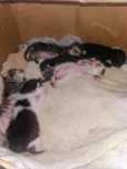 Filhotes de gato 
