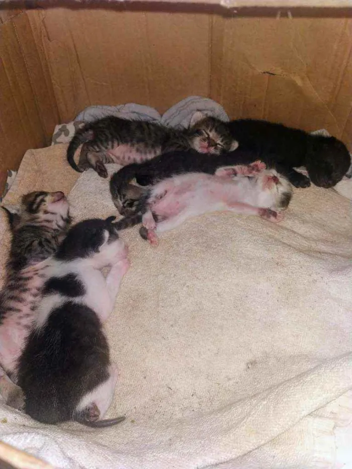 Gato ra a SRN idade 2 a 6 meses nome Filhotes de gato 
