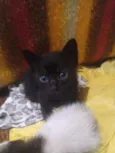 Filhotes de gato 