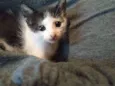 Filhotes de gato 
