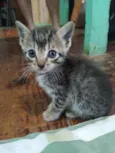 Filhotes de gato 
