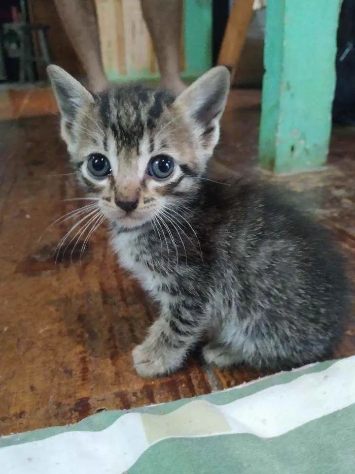 Gato ra a SRN idade 2 a 6 meses nome Filhotes de gato 