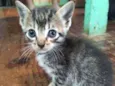 Filhotes de gato 