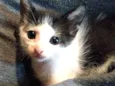 Filhotes de gato 