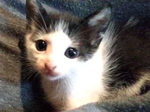 Gato raça SRN idade 2 a 6 meses nome Filhotes de gato 